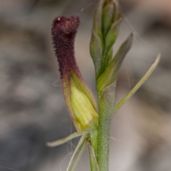 Cryptostylis hunteriana (Leafless Tongue Orchid) at Kioloa, NSW - 24 Nov 2019 by DerekC