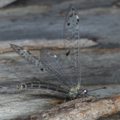 Bandidus canifrons (An Antlion Lacewing) at Mount Ainslie - 20 Nov 2019 by jb2602