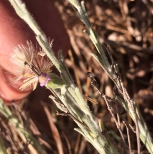 Vittadinia gracilis at Griffith, ACT - 25 Nov 2019