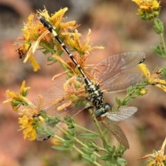 Austrogomphus cornutus (Unicorn Hunter) at Stromlo, ACT - 25 Nov 2019 by JohnBundock