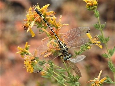 Austrogomphus cornutus (Unicorn Hunter) at Stromlo, ACT - 25 Nov 2019 by JohnBundock