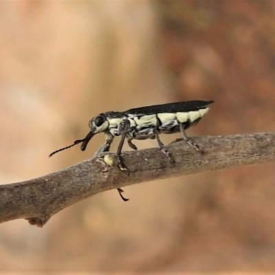 Rhinotia sp. (genus) (Unidentified Rhinotia weevil) at Coree, ACT - 25 Nov 2019 by JohnBundock