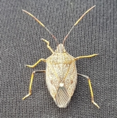 Poecilometis strigatus (Gum Tree Shield Bug) at Wingecarribee Local Government Area - 26 Nov 2019 by Thelma