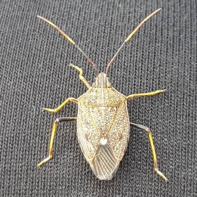 Poecilometis strigatus (Gum Tree Shield Bug) at Wingecarribee Local Government Area - 26 Nov 2019 by Thelma