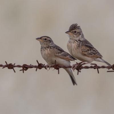 Mirafra javanica (Singing Bushlark) at Molonglo Valley, ACT - 16 Nov 2019 by rawshorty