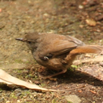 Sericornis frontalis (White-browed Scrubwren) at Acton, ACT - 26 Nov 2019 by DonLimn