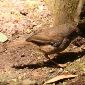 Sericornis frontalis at Acton, ACT - 26 Nov 2019