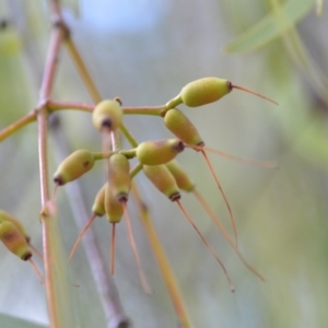 Amyema miquelii at Wamboin, NSW - 29 Sep 2019