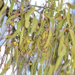 Amyema miquelii at Wamboin, NSW - 29 Sep 2019 01:44 PM