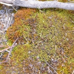 Pottiaceae (family) at Wamboin, NSW - 29 Sep 2019