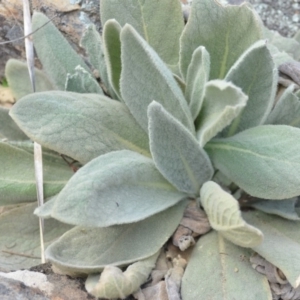 Verbascum thapsus subsp. thapsus at Wamboin, NSW - 29 Sep 2019