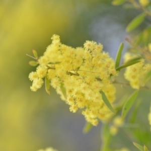 Acacia fimbriata at Wamboin, NSW - 29 Sep 2019 01:50 PM