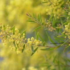 Acacia fimbriata at Wamboin, NSW - 29 Sep 2019