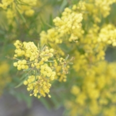 Acacia fimbriata at Wamboin, NSW - 29 Sep 2019 01:50 PM