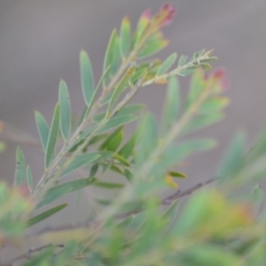 Acacia fimbriata at Wamboin, NSW - 29 Sep 2019