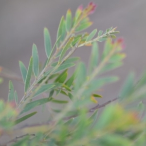 Acacia fimbriata at Wamboin, NSW - 29 Sep 2019 01:50 PM