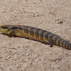 Tiliqua scincoides scincoides (Eastern Blue-tongue) at Fyshwick, ACT - 31 Oct 2019 by Christine