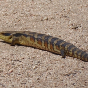 Tiliqua scincoides scincoides at Fyshwick, ACT - 31 Oct 2019