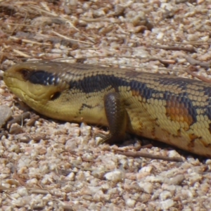 Tiliqua scincoides scincoides at Fyshwick, ACT - 31 Oct 2019