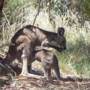 Macropus giganteus at Fyshwick, ACT - 31 Oct 2019 01:28 PM