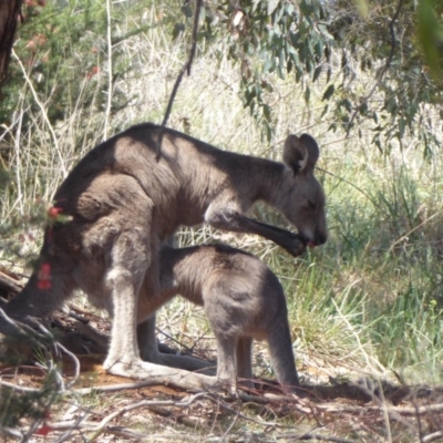 Macropus giganteus (Eastern Grey Kangaroo) at Fyshwick, ACT - 31 Oct 2019 by Christine