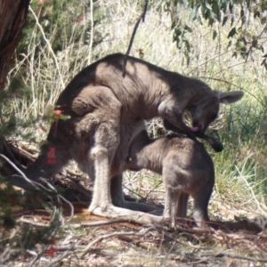 Macropus giganteus at Fyshwick, ACT - 31 Oct 2019 01:28 PM