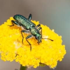 Eleale aspera (Clerid beetle) at Cotter River, ACT - 22 Nov 2019 by SWishart