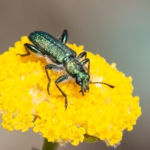 Eleale aspera at Cotter River, ACT - 23 Nov 2019