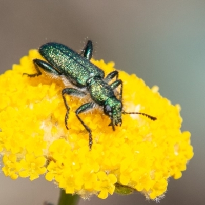 Eleale aspera (Clerid beetle) at Bimberi Nature Reserve - 22 Nov 2019 by SWishart