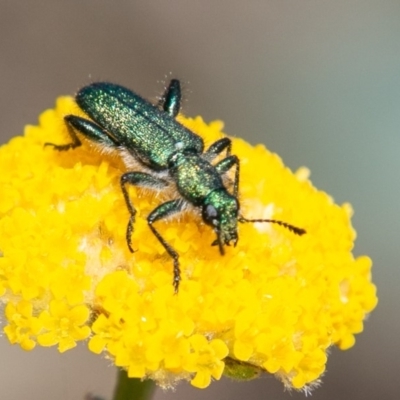 Eleale aspera (Clerid beetle) at Cotter River, ACT - 22 Nov 2019 by SWishart