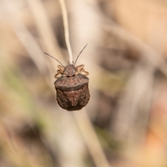 Dictyotus caenosus at Cotter River, ACT - 23 Nov 2019 10:34 AM