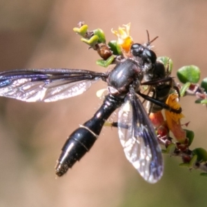 Daptolestes limbipennis at Cotter River, ACT - 23 Nov 2019 10:36 AM