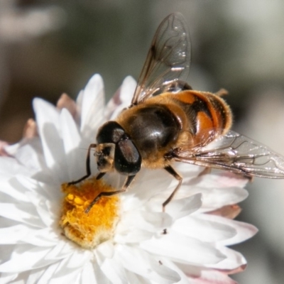 Eristalis tenax (Drone fly) at Cotter River, ACT - 23 Nov 2019 by SWishart