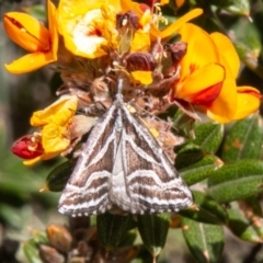 Dichromodes confluaria (Ceremonial Heath Moth) at Cotter River, ACT - 23 Nov 2019 by SWishart