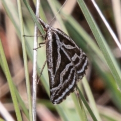 Dichromodes confluaria at Cotter River, ACT - 23 Nov 2019