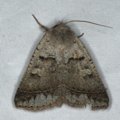 Pantydia sparsa (Noctuid Moth) at Rosedale, NSW - 16 Nov 2019 by jb2602