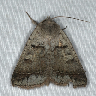 Pantydia sparsa (Noctuid Moth) at Rosedale, NSW - 16 Nov 2019 by jb2602