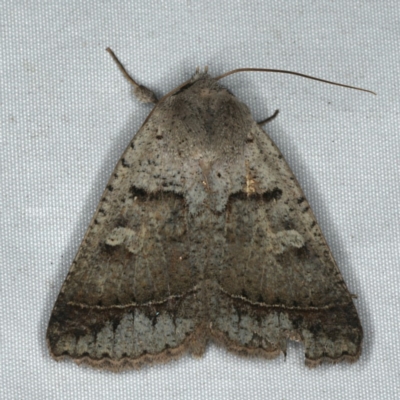 Unidentified Noctuoid moth (except Arctiinae) at Rosedale, NSW - 16 Nov 2019 by jb2602