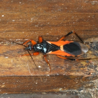 Ectomocoris ornatus (A ground assassin bug) at Rosedale, NSW - 16 Nov 2019 by jbromilow50