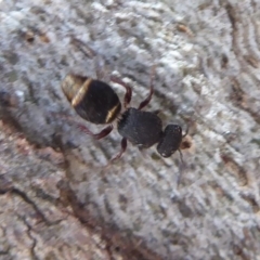 Mutillidae (family) (Unidentified Mutillid wasp or velvet ant) at Hall, ACT - 16 Nov 2019 by Christine