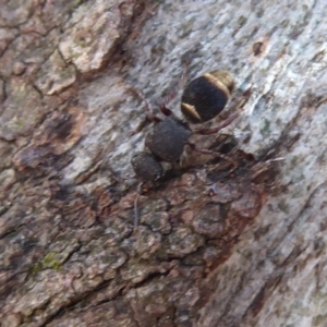 Mutillidae (family) at Hall, ACT - 16 Nov 2019 11:06 AM