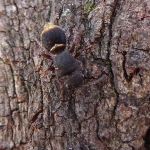 Mutillidae (family) at Hall, ACT - 16 Nov 2019 11:06 AM