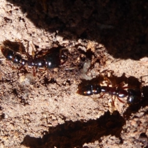 Amblyopone sp. (genus) at Hall, ACT - 16 Nov 2019 11:43 AM