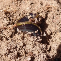 Caenoplana bicolor (Two-tone Planarian) at Hall, ACT - 16 Nov 2019 by Christine