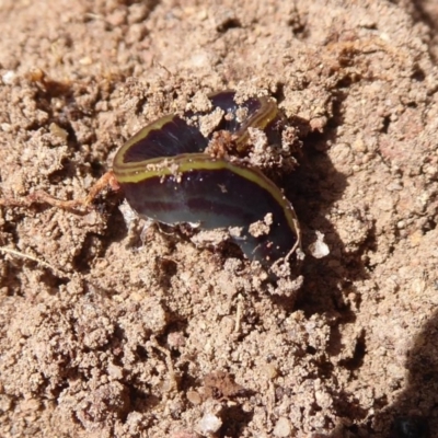 Caenoplana variegata (Two-tone Planarian) at Hall, ACT - 16 Nov 2019 by Christine