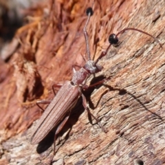 Tropis exilis (Longhorn beetle) at Hall, ACT - 16 Nov 2019 by Christine