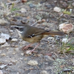 Sericornis frontalis (White-browed Scrubwren) at Bournda, NSW - 24 Jul 2019 by RossMannell