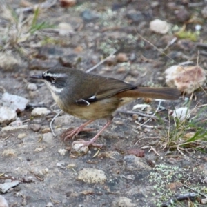 Sericornis frontalis at Bournda, NSW - 24 Jul 2019 10:04 AM