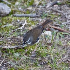 Sericornis frontalis at Bournda, NSW - 24 Jul 2019 10:04 AM