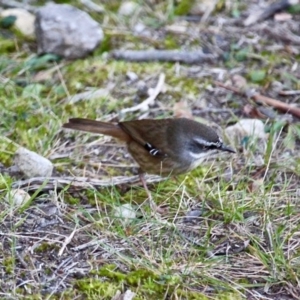 Sericornis frontalis at Bournda, NSW - 24 Jul 2019 10:04 AM
